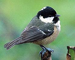 Coal Tit